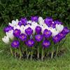 DUTCH BULBS EXCLUSIVE PLANTS FROM HOLLAN Bulbi Fiori Perenni da Esterno - 25 Bulbi Crocus Blu/Bianco | Piante e Fiori Esclusivi dall'Olanda, per giardino, vasi e balcone (non semi, non artificiali)
