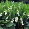 Generic mughetto - da, decorative in vaso mughetto di precoci selvatici da in vaso primaverili giardino rari primaverili, 3bulbi