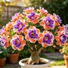 TUYIKJHS Rosa del Deserto/Perenne Resistenti/Esotica tropicale/Exklusiver Gartenakzent/Adatta ai principianti/Adatto per uso interno ed esterno-1Rizomi-D