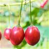 Generic pomodoro tamarillo - Coltivare rampicanti rampicanti esotiche 400semi