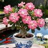 Vnuhgzs Rosa del Deserto Rara/Rosa del Deserto Resistente/Ottima Balcone/Bassa Manutenzione-1 PCS-E