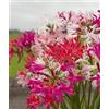 Flora Import 10 X Nerine Mix - Nerine miste - Bulbi Di Alta Qualita (10)