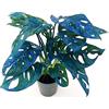 POWERS TO FLOWERS - MONSTERA OBLIQUA MONKEY COLOR LIFE BLU, PHYLODENDRON, pianta vera