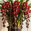 Nyugs Rizomi di Cymbidium resistenti, Orchidee da esterno selezionate, ideali per la piantagione su balconi e per scopi ornamentali-3 Rhizome-B