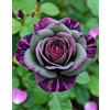 CUIKWA Rosa rara - Arbusto di rosa perenne resistente - Riccamente profumata - Adatta per la coltivazione in vaso e in piena terra - Splendida decorazione per giardini-2 root-J