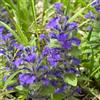 Generic prunella vulgaris giardino resistente al calore crescita naturale 250semi