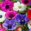 Florium Bulbi di anemoni 50 pezzi - De Caen Mix, rustici e perenni | 5 varietà e colori, varietà De Caen, tuberi di anemone dall'Olanda, per vaso, aiuola, fiori recisi, impianto autunnale