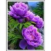 NVNJHJN Peonia bulbi/miste/Radici selezionate di hosta/resistenti al freddo e alla siccità/adatte per la decorazione di giardini e balconi【NVNJHJN】-1 bulbi-D