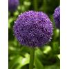 Flora Import 5 X Allium Globemaster - Allium - aglio ornamentale - Calibro Superiore