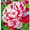 Nyugs Peonia/Rizomi Peonia Resistenti/Rizomi Perenni Giardino/Piantagioni Peonia Rari Giardino/Elegante Arbusto Peonia-f-2 rizomi