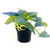 POWERS TO FLOWERS - POTHOS NEON COLOR LIFE BLU, v12cm, pianta vera