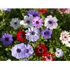 Floriana-Bulbose Bulbi da Fiore ALTA QUALITA' per fioritura PRIMAVERILE - ESTIVA - AUTUNNALE (10, Anemone DE CAEN)