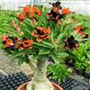 Generic Adenium obesum - Rosa del deserto balcone rampicante balcone precoce 1Bulbi