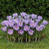 DUTCH BULBS EXCLUSIVE PLANTS FROM HOLLAN Bulbi Fiori Perenni da Esterno - 50 Bulbi Crocus Pickwick | Piante e Fiori Esclusivi dall'Olanda, per giardino, vasi e balcone (non semi, non artificiali)