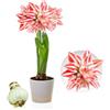 DUTCH BULBS EXCLUSIVE PLANTS FROM HOLLAN Bulbi di Amaryllis Double Striped - 1 bulbi fiori in grande formato 26/30 | Piante e fiori esclusivi dall'Olanda, Autentici Hippeastrum (senza semi, senza cera e non artificiali)