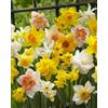 Flora Import 50 X Narcisi Misti - Daffodil Mix - Bulbi Alta Qualità (50)