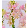 NVNJHJN Tuberosa bulbi/miste/Radici selezionate di hosta/resistenti al freddo e alla siccità/adatte per la decorazione di giardini e balconi【NVNJHJN】-4 bulbi-C