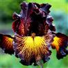Nyugs Iris, rizomi di Iris resistenti, rizomi perenni da giardino, piantagioni di Iris rari da giardino-4 rizomi-e