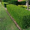 SVI Semi Wintergreen giapponese siepe di bosso (Buxus microphylla) 20 + semi (20 semi)