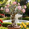 Vnuhgzs Rosa del Deserto Rara/Rosa del Deserto Resistente/Ottima Balcone/Bassa Manutenzione-1 PCS-G