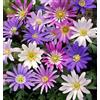Flora Import 50 X Anemone Blanda Misti - Bulbi Alta Qualità (50)