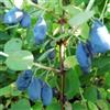 le Georgiche Vivai le Georgiche - Pianta vera di Lonicera caerulea var. kamtschatica Sinoglaska Bacca di miele 'Sinoglaska', Mirtillo siberiano - vaso Ø 12 cm