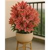 KMIODS Bellissimo Rizoma Di Amaryllis, Resistenti Al Freddo E Alla Siccità, Facile Da Coltivare, Adatto A Primavera E Autunno-1 rizoma-H