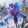 NJKNYOG Rizomi di Iris Resistenti al Freddo e Siccità | Per Giardini e Balconi | Regali Festivi-15bulbi-g