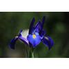 Flora Import 50 X Iris Olandese Blue Magic - Iris Blue Magic - Bulbi Alta Qualità (50)