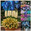 UYKOJMDR Midnight Blue Hosta Rizomi,Resistenti al Freddo,Crescita Vigorosa,er Ombreggiature,Compatti,Naturali,Freschi.-6Wurzel-M