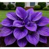 WEFHGFG Facile Da Mantenere Rari Hosta/Perfetto per chi è sempre indaffarato/Resistente.edizione limitata.-10Hosta pezzo-J