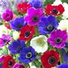 Flora Import 50 X Anemone Coronaria De Caen Mix - Anemone Semplice Misti - Bulbi Di Alta Qualità (50)