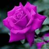 VJIDOSO Abbellire l'ambiente,Cipolle con rose,rizoma di rosa,resistenti all'inverno,grazia,decorazione da giardino,aroma affascinante,mix di cipolle.-1Wurzel-B