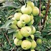 DOIUHDE Robuste, Adattabili, Rustiche, Italiane, Naturali - Radice Nuda di Melo-1 Rizomi