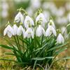 mgc24® - Bastoncini da neve Galanthus woronowii semplice, 50 bulbi (circa 6-7 mm)