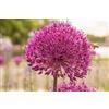 Flora Import 20 X Allium Aflatunese Purple Sensation - Bulbi Di Alta Qualità (20)