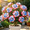 TUYIKJHS Rosa del Deserto/Perenne Resistenti/Esotica tropicale/Exklusiver Gartenakzent/Adatta ai principianti/Adatto per uso interno ed esterno-1Rizomi-C