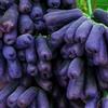 VJIDOSO Rizomi d'uva,resistenti,uva a tavoletta,acquista viti,Gratis e fragrante,rare,Rizomi d'uva coltivazione,Decorazioni da giardino,piantare la vite.-1knolle-F