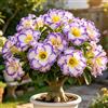 TUYIKJHS Rosa del Deserto/Perenne Resistenti/Esotica tropicale/Exklusiver Gartenakzent/Adatta ai principianti/Adatto per uso interno ed esterno-3Rizomi-H