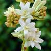 NVNJHJN Tuberosa bulbi/miste/Radici selezionate di hosta/resistenti al freddo e alla siccità/adatte per la decorazione di giardini e balconi【NVNJHJN】-4 bulbi-B