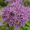 Bloomique - Mix di 15 - Allium 'Purple Sensation' - Aglio ornamentale - Viola - Bulbi - Fioritura primaverile - Perenni - Cresce fino a 70-90 cm