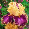 Nyugs Iris, rizomi di Iris resistenti, rizomi perenni da giardino, piantagioni di Iris rari da giardino-4 rizomi-j