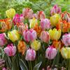 FLORIUM - Collezione di Bulbi di Tulipano Pappagallo 25x (25 Bulbi) 5 Varietà/Colori | Miscela dall'Olanda, Decorazione Rustica e Perenne Robusta per Giardino, Balcone, Vasi (Senza Semi)