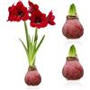 DUTCH BULBS EXCLUSIVE PLANTS FROM HOLLAN Bulbi di Amaryllis Cera Glitter Rosso | 2 Bulbi Fiori in Grande Formato 28/30, Mix di Piante Vere dall'Olanda, Hippeastrum Autentico (non semi, non artificiale)
