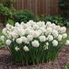DUTCH BULBS EXCLUSIVE PLANTS FROM HOLLAN Bulbi Fiori Perenni da Esterno - 25 Bulbi di Narciso Erlicheer Profumati | Fioritura estiva, Piante e fiori esclusivi dall'Olanda, per giardino e vaso (non semi, non artificiali)