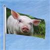 XOPEKVLAWM Bandiera 2 x 3 Ft Bandiere per esterni su entrambi i lati Grande Banner per vacanze con 2 occhielli in ottone Simpatico animale maiale bandiera da cortile per tutte le stagioni bandiere da giardino di