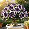 TUYIKJHS Rosa del Deserto/Perenne Resistenti/Esotica tropicale/Exklusiver Gartenakzent/Adatta ai principianti/Adatto per uso interno ed esterno-2Rizomi-B