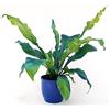 POWERS TO FLOWERS - FELCE, ASPLENIUM NIDUM COLOR LIFE BLU, IN VASO CERAMICA BLU, vaso 13cm diametro, pianta vera