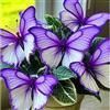 UYKOJMDR Hosta Rizomi,Resistenti al Freddo,Crescita Vigorosa,er Ombreggiature,Compatti,Naturali,Freschi.-6Wurzel-C