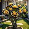 BUUYOSE Tuberi rari di rosa del deserto, Rizomi succulenti, Perenne Bassa Manutenzione, Piantagione all'aperto in pieno sole, Splendida Esposizione di Bonsai-1 tubero-a